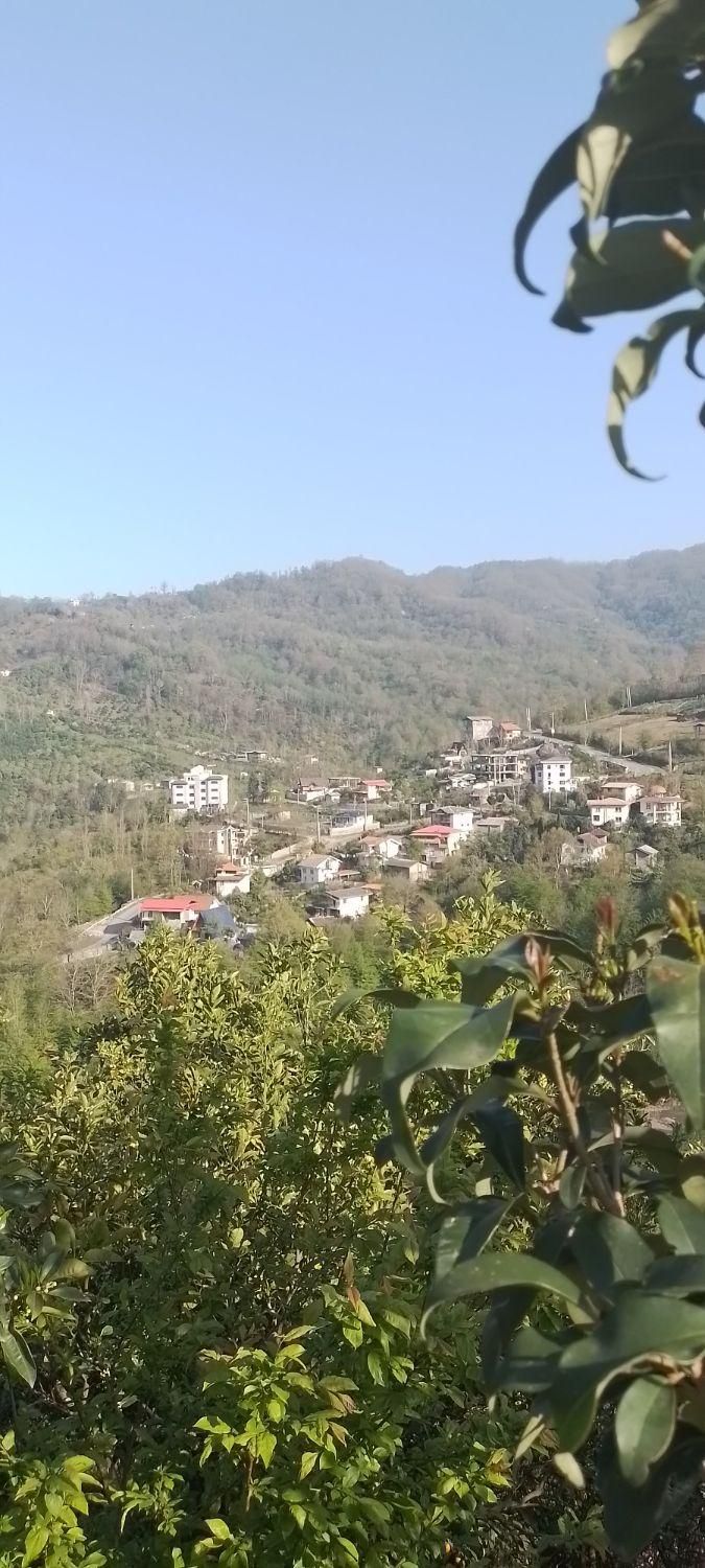 سوییت جنگلی همراه کلبه چوبی دل جنگل جواهرده|اجارهٔ کوتاه‌مدت ویلا و باغ|رامسر, |دیوار