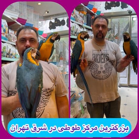جوجه ماکائو آرا ابی طلایی ۶ ماهه اورجینال بیگ سایز|پرنده|تهران, مدائن|دیوار