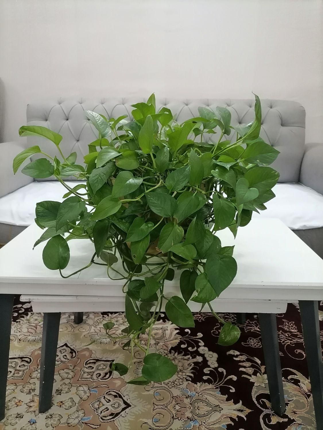 گل پتوس|گل و گیاه طبیعی|گلبهار, |دیوار
