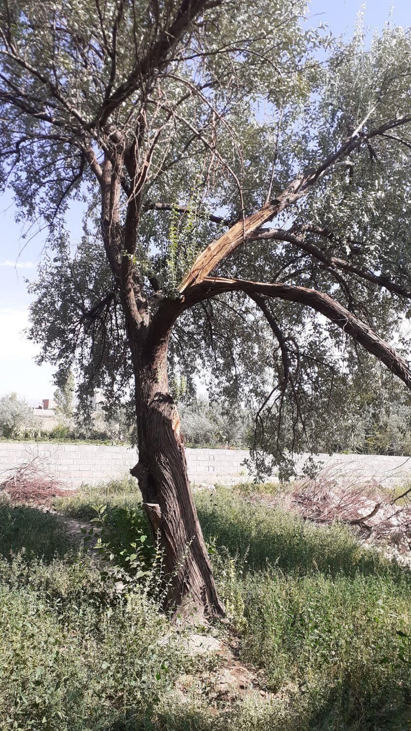 خریدانوع درخت و هرس کردن درخت درباغات|خدمات باغبانی و درختکاری|آذرشهر, |دیوار