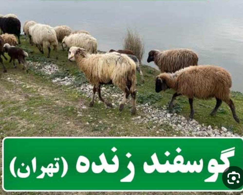 گوسفند نر ومیش بره ارسال تمام نقاط تهران شمال غرب|حیوانات مزرعه|تهران, سازمان برنامه|دیوار