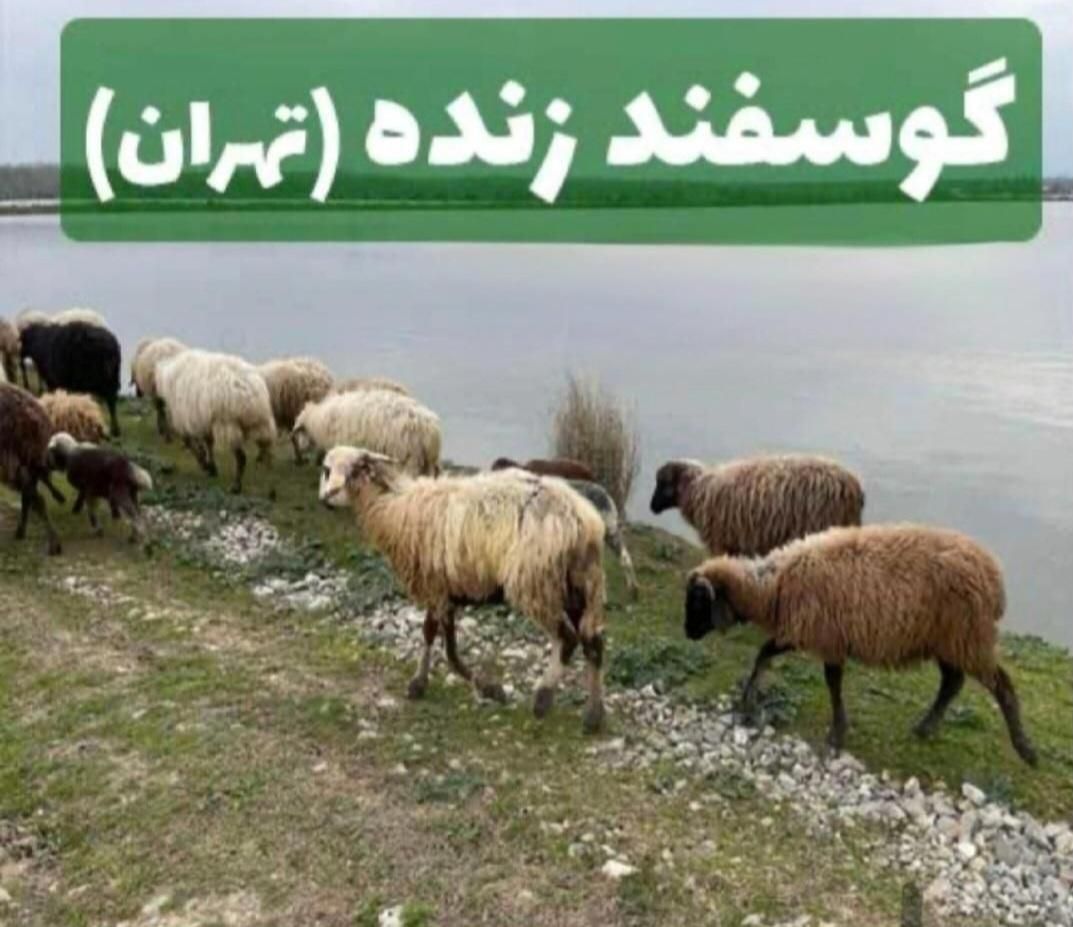 ٪خریدتلفنی گوسفند زنده بره از ۳۵تا۷۰ کیلو کل طهران|حیوانات مزرعه|تهران, نارمک|دیوار