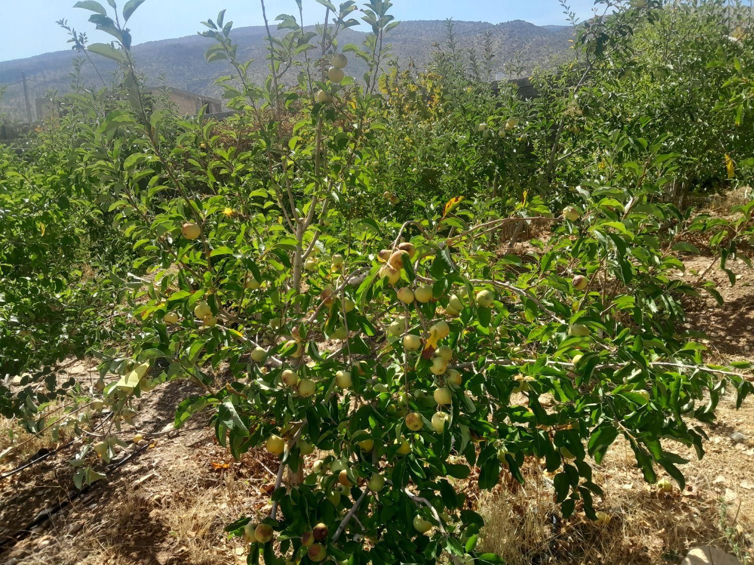 فروش باغ۱۰۰۰متری سیاخ دارنگون وباغ ۱۵۰۰متری|فروش زمین و ملک کلنگی|شیراز, میانرود|دیوار