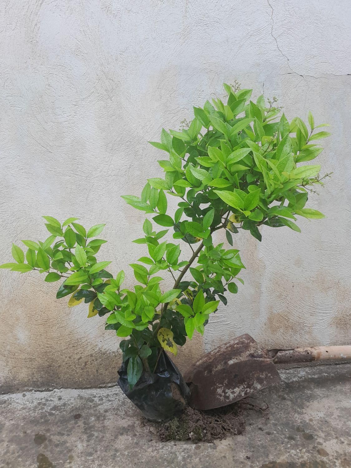 یاس هلندی نایلکسی چهار ساله|گل و گیاه طبیعی|رشت, سلیمانداراب|دیوار