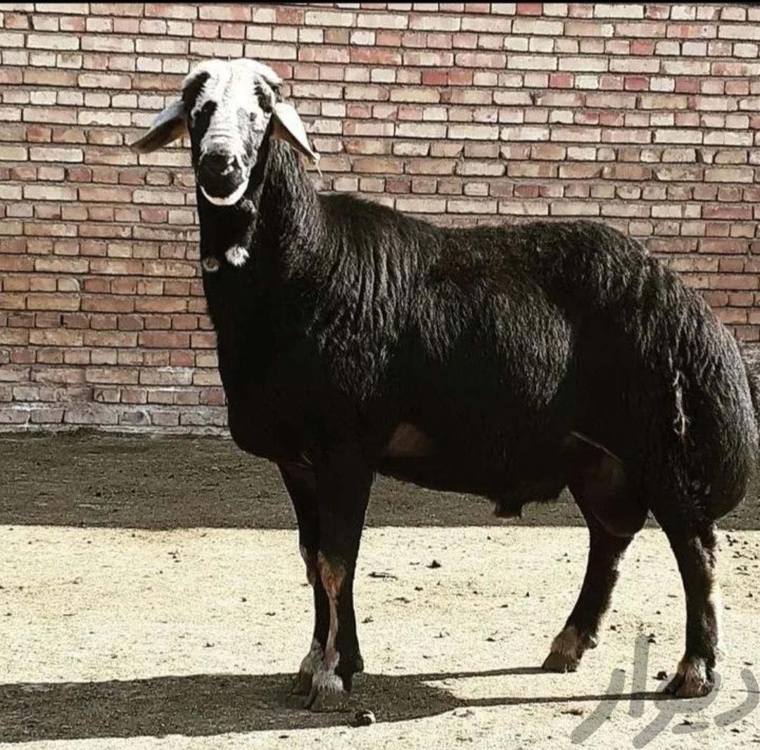 گوسفند زنده سرحال وزن‌باسکول تمام نقاط تهران قصاب.|حیوانات مزرعه|تهران, پیروزی|دیوار