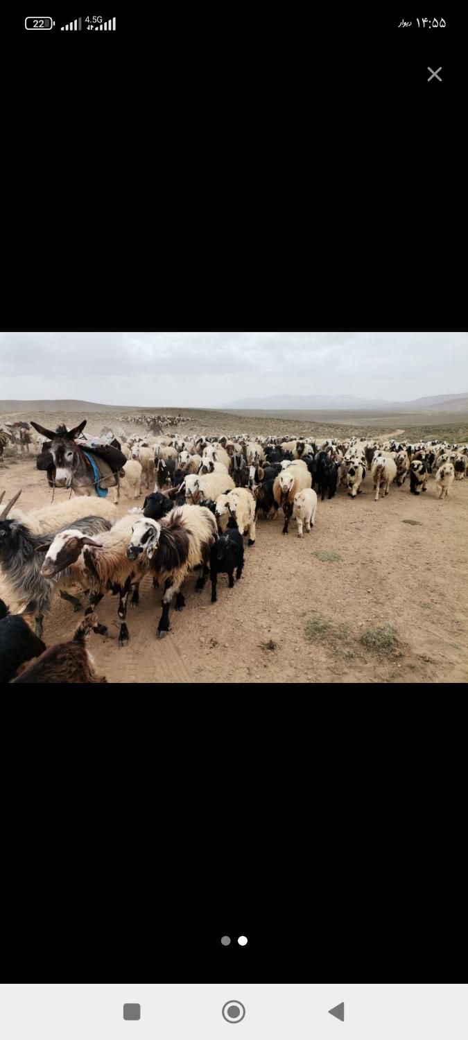 گوسفند نر و ماده برای قربانی|حیوانات مزرعه|قزوین, |دیوار