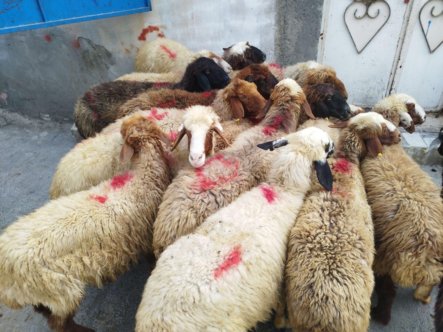 میش شیشک برهنر- ماده کشتاری|حیوانات مزرعه|بروجرد, |دیوار