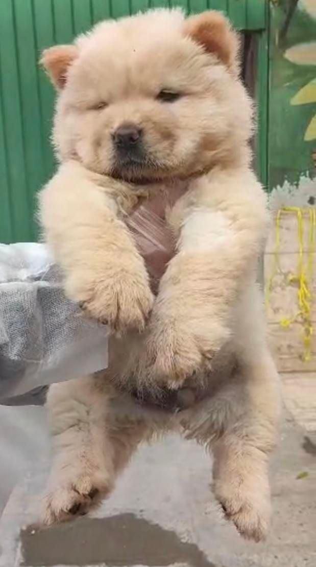 فروش سگ چاو چاو توله رنگ سفید اورجینال|سگ|کرج, عظیمیه|دیوار