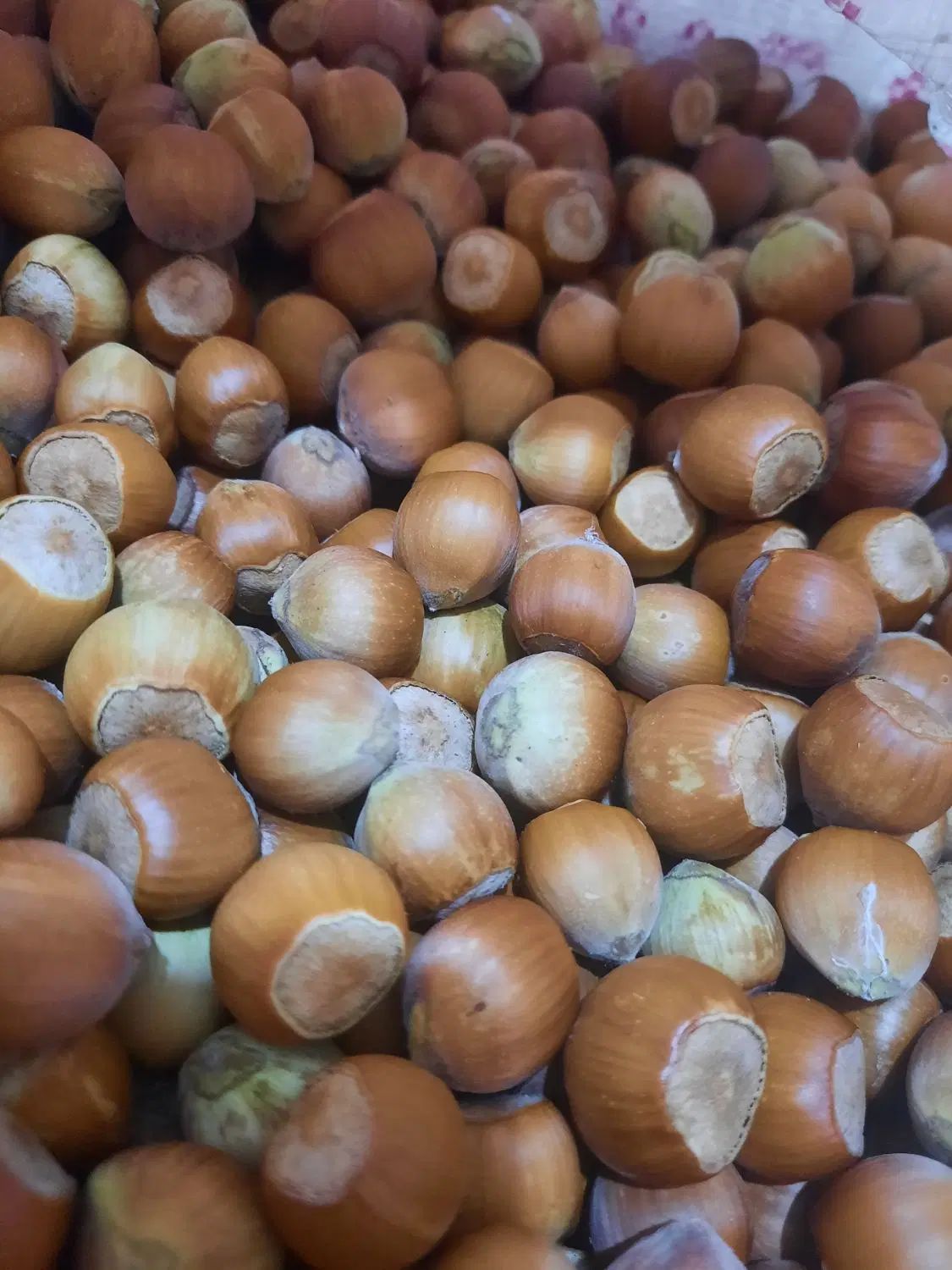 فندق ییلاق|خوردنی و آشامیدنی|رشت, عینک|دیوار