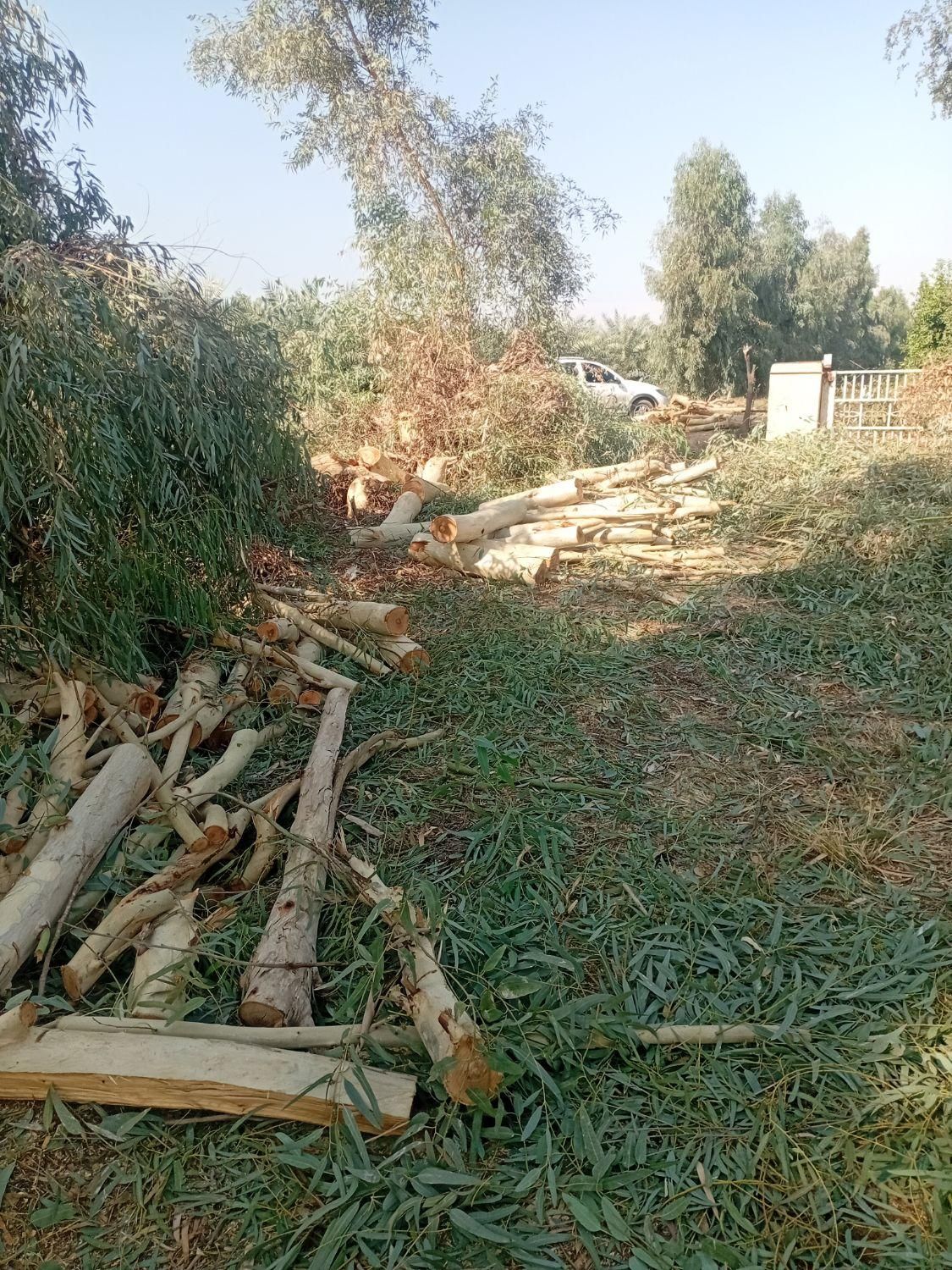 چوب درخت ابریشم اکالیپتوس کنار مرکبات|خدمات باغبانی و درختکاری|دزفول, |دیوار