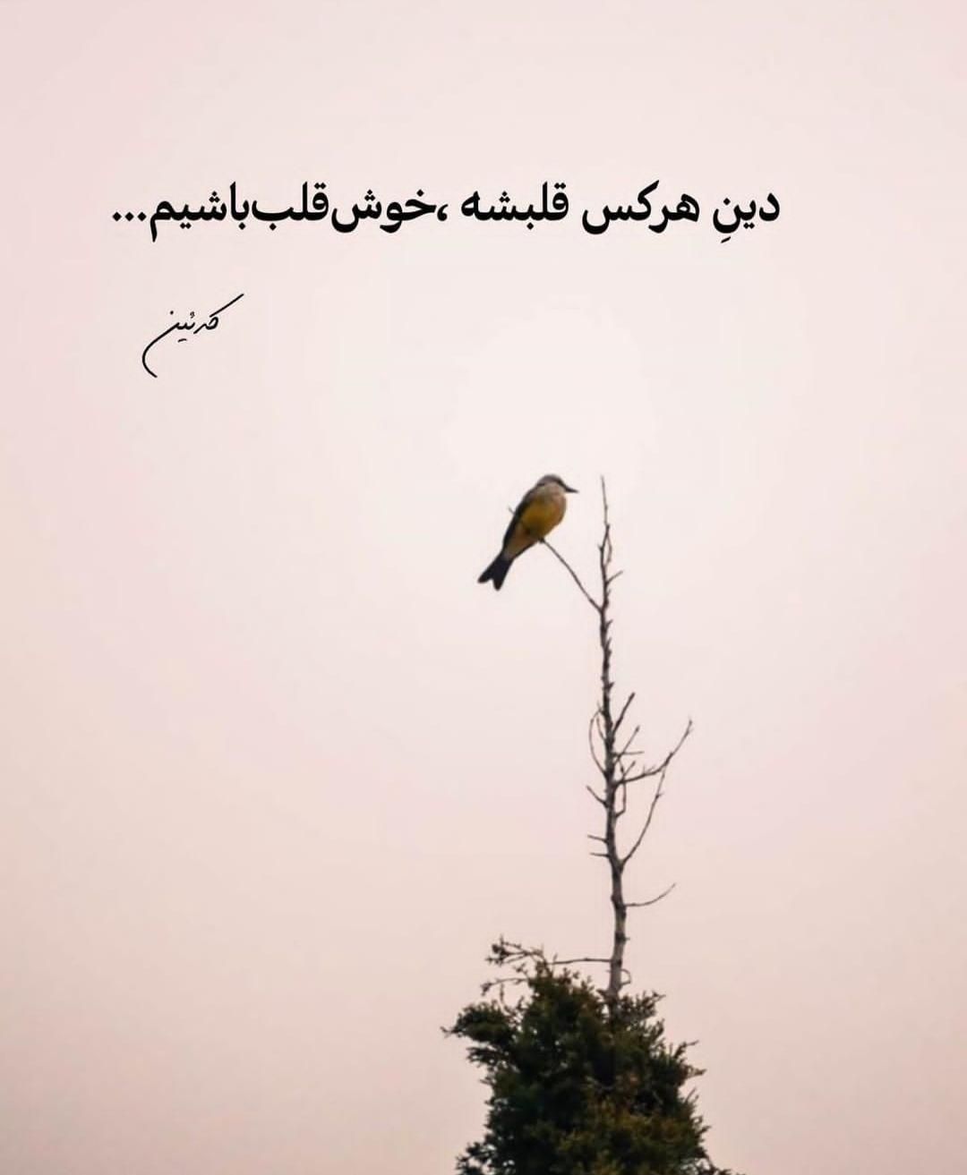 روانشناس ومشاور|فعالیت داوطلبانه|تهران, جوادیه|دیوار