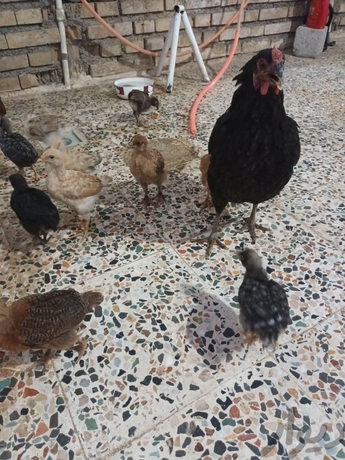 مرغ وجوجه محلی|حیوانات مزرعه|اندیمشک, |دیوار
