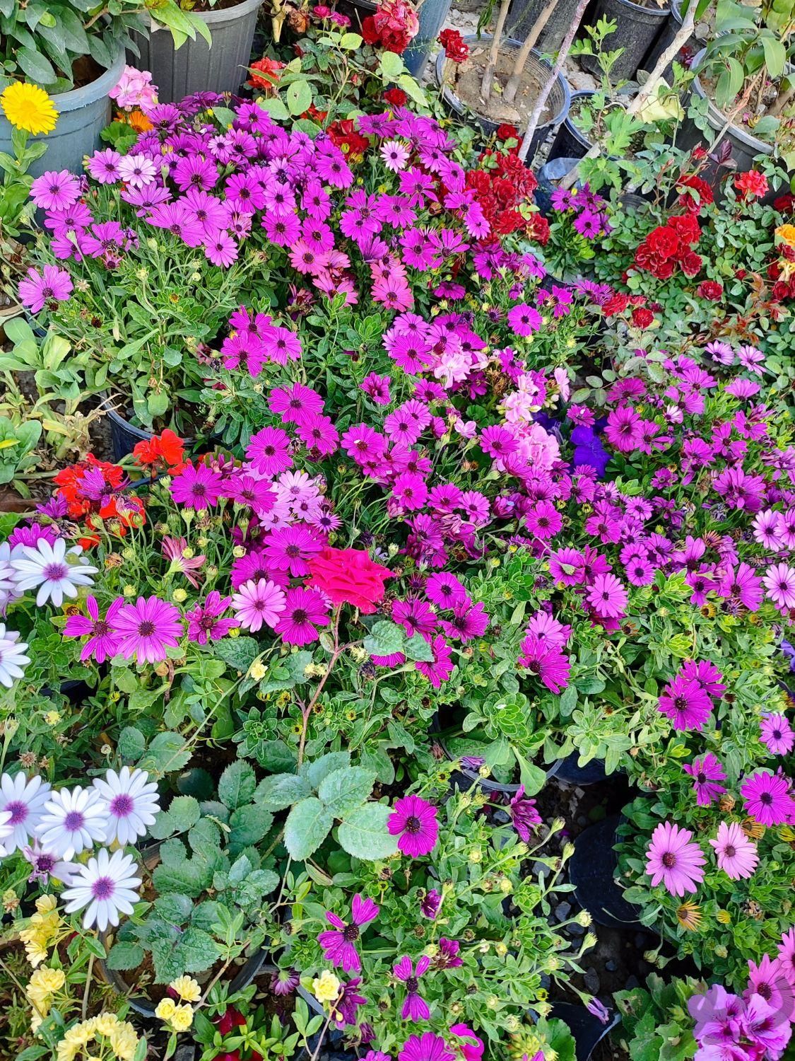 گل های گلدار زیبا|خدمات باغبانی و درختکاری|فلاورجان, |دیوار