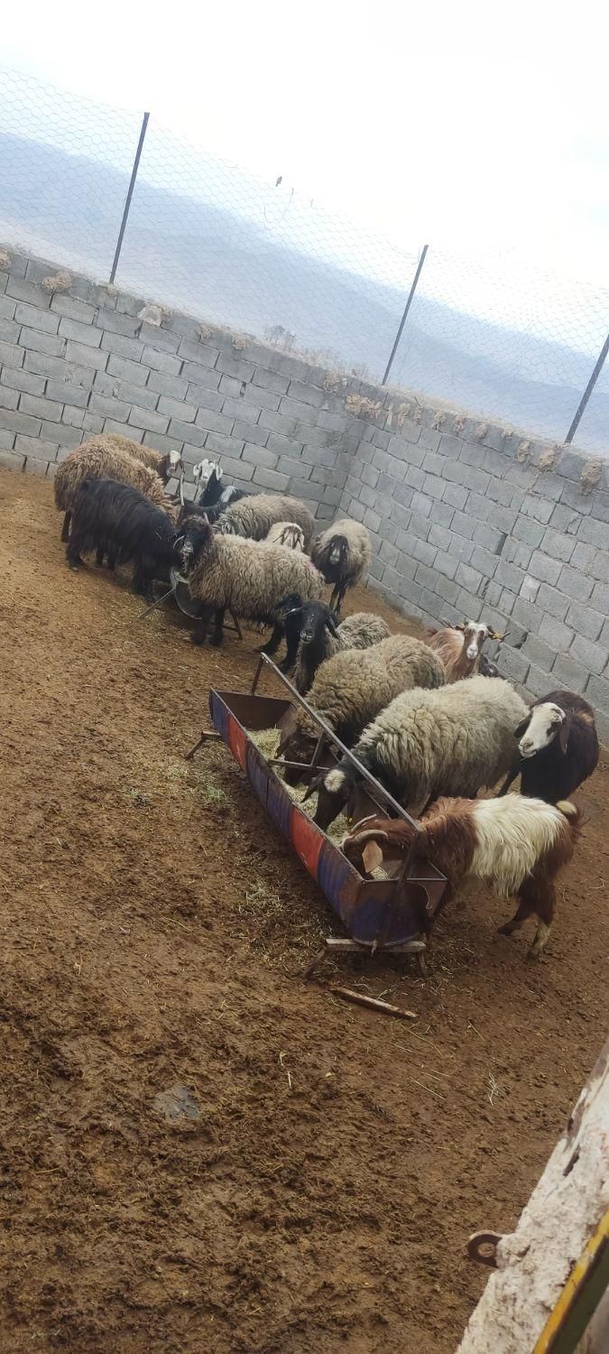 گوسفند عید قربان بره کره چپش قوچ نری بز میش|حیوانات مزرعه|کرمان, |دیوار