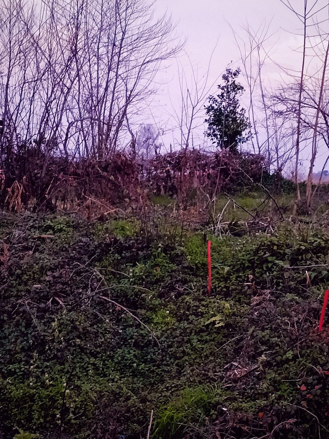 فروش زمین ۲۴۰ متری داخل بافت ومسکونی|فروش زمین و ملک کلنگی|شفت, |دیوار