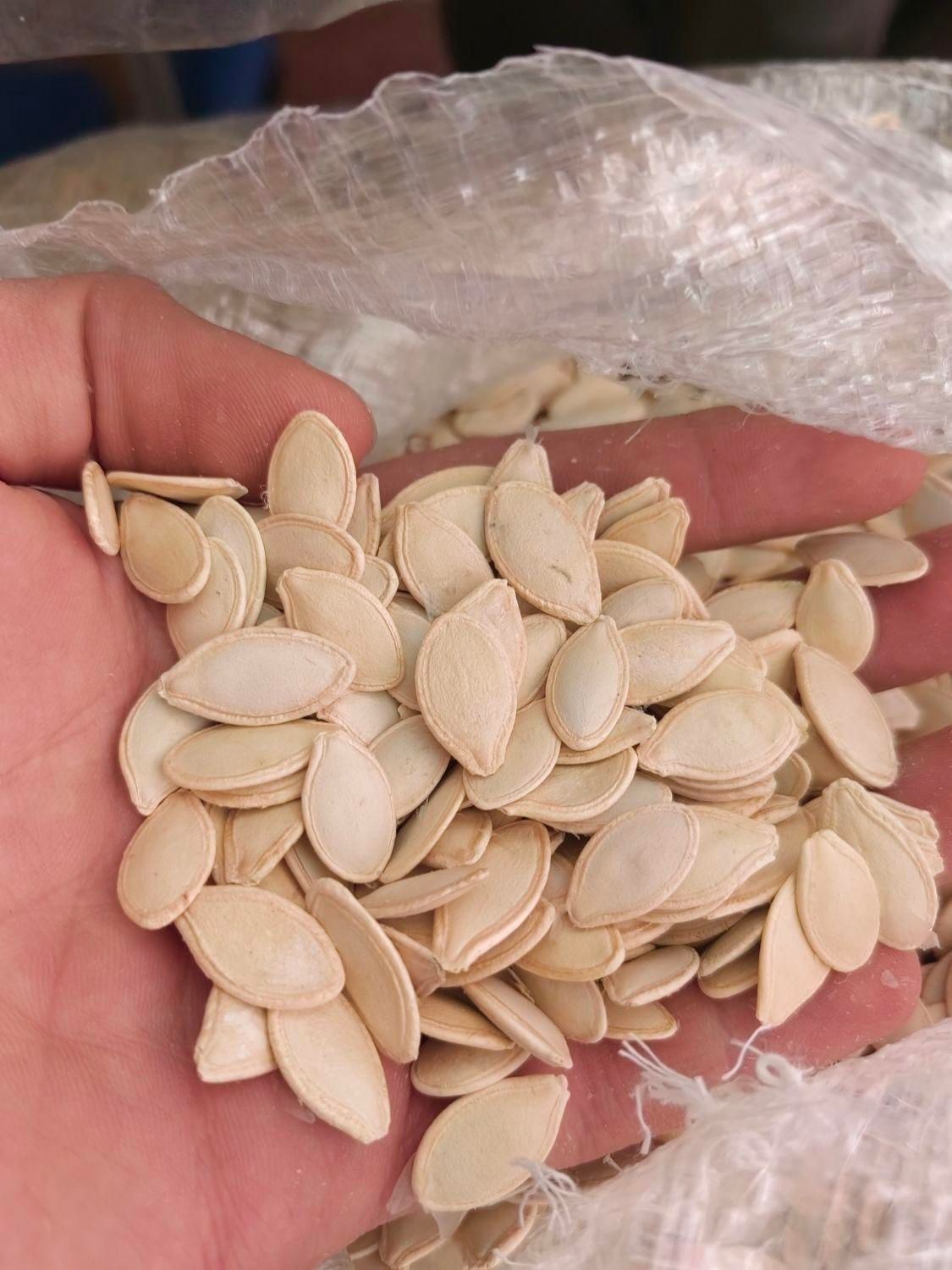 تخمه کدو درشت و تازه|خوردنی و آشامیدنی|اصفهان, دشتستان|دیوار