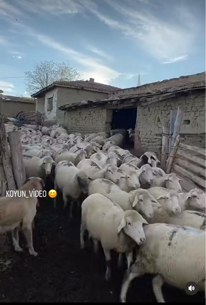 پخش گوسفندمغان زنده  تهران |حیوانات مزرعه|تهران, سلسبیل جنوبی|دیوار