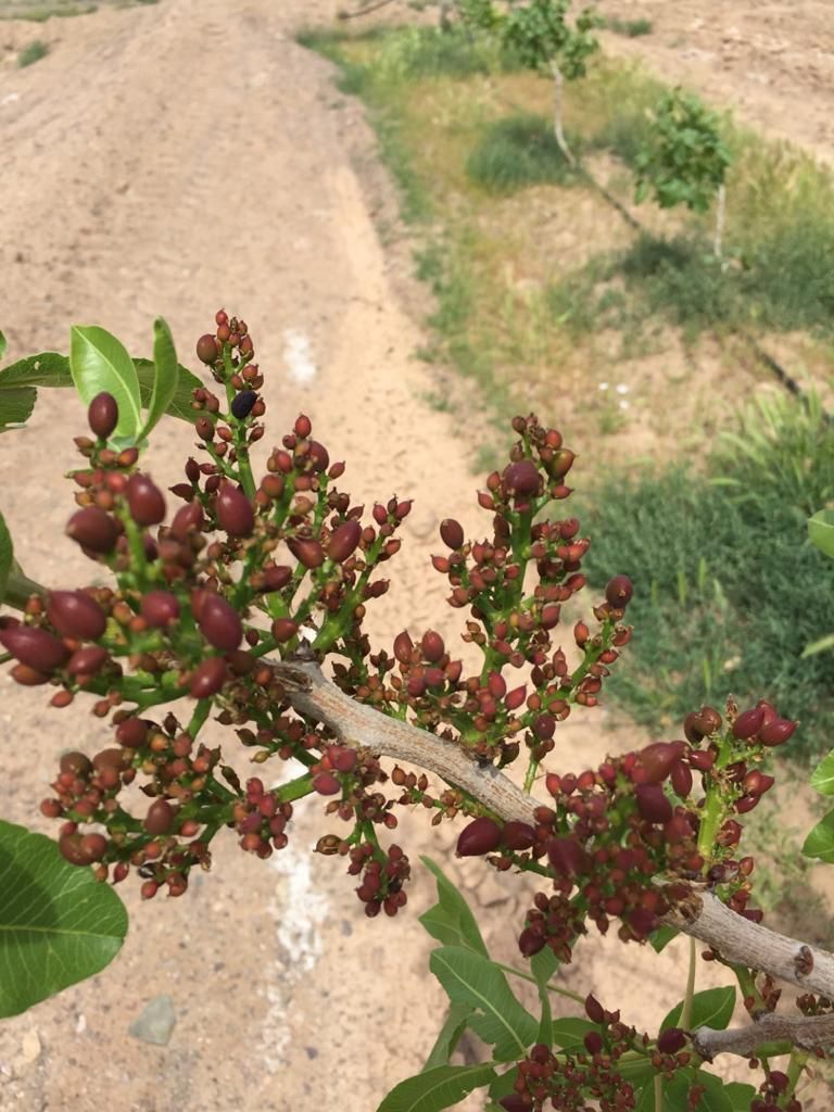۲حلقه چاه آب /با۱۴۰هکتار باغ پسته/به روز ومهندسی|فروش دفتر صنعتی، کشاورزی، تجاری|مشهد, کوثر|دیوار