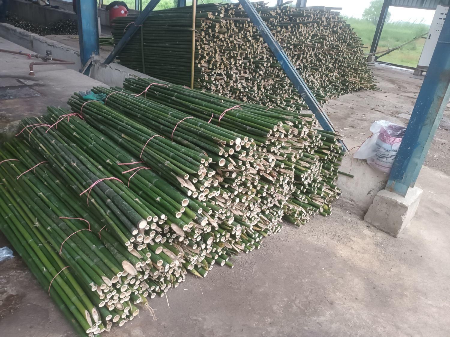 فروش چوب بامبو ارتفاع۲ تا ۵ مترعمده|گل و گیاه طبیعی|اسلام‌شهر, ده عباس|دیوار