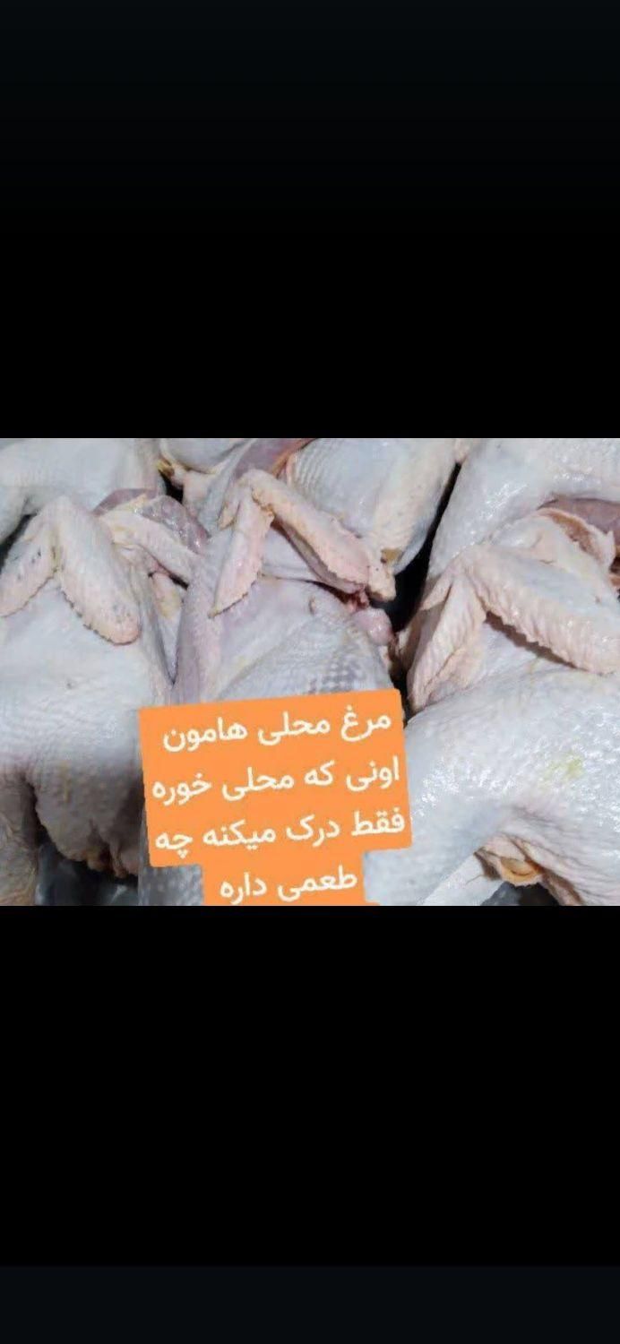 مرغ محلی|حیوانات مزرعه|بندر ماهشهر, |دیوار