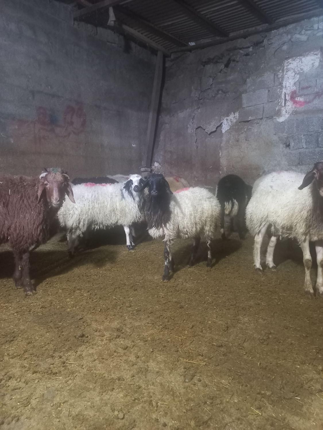 گوساله گوسفند زنده جایگاه معتبر فروش|حیوانات مزرعه|تهران, سهروردی|دیوار