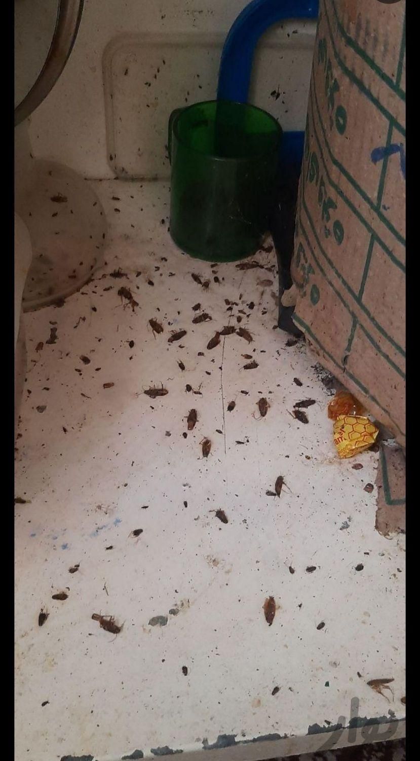 سمپاشی سوسک ساس وکل حشرات صددر100تضمینی تمام نقاط|خدمات نظافت|مشهد, وکیل‌آباد|دیوار