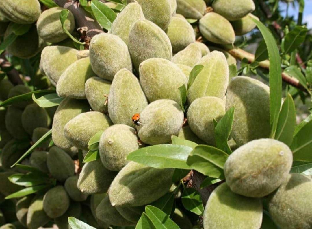 دوهزار متر باغ انگور وبادام   با امتیاز آب موتور|فروش زمین و ملک کلنگی|اقبالیه, |دیوار