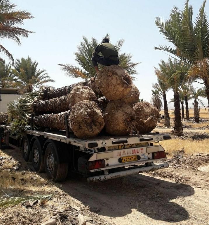 مازندران فونیکس نخل پالم|خدمات باغبانی و درختکاری|سلمانشهر, |دیوار