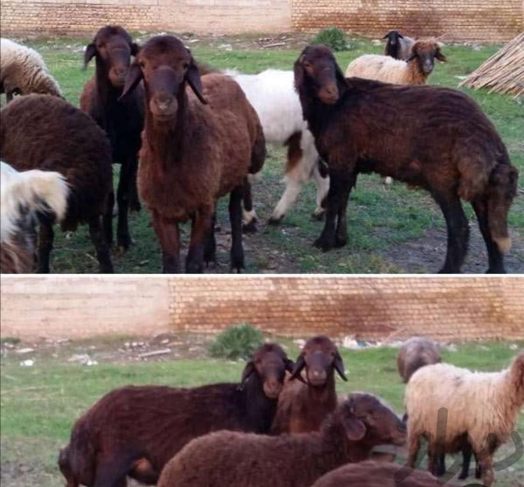 خریدار گوسفند و بز داشتی|حیوانات مزرعه|نکا, |دیوار