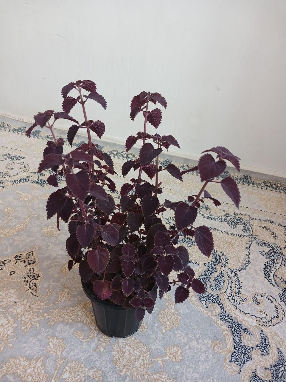 گل طبیعی|گل و گیاه طبیعی|مهاباد (آذربایجان غربی), |دیوار