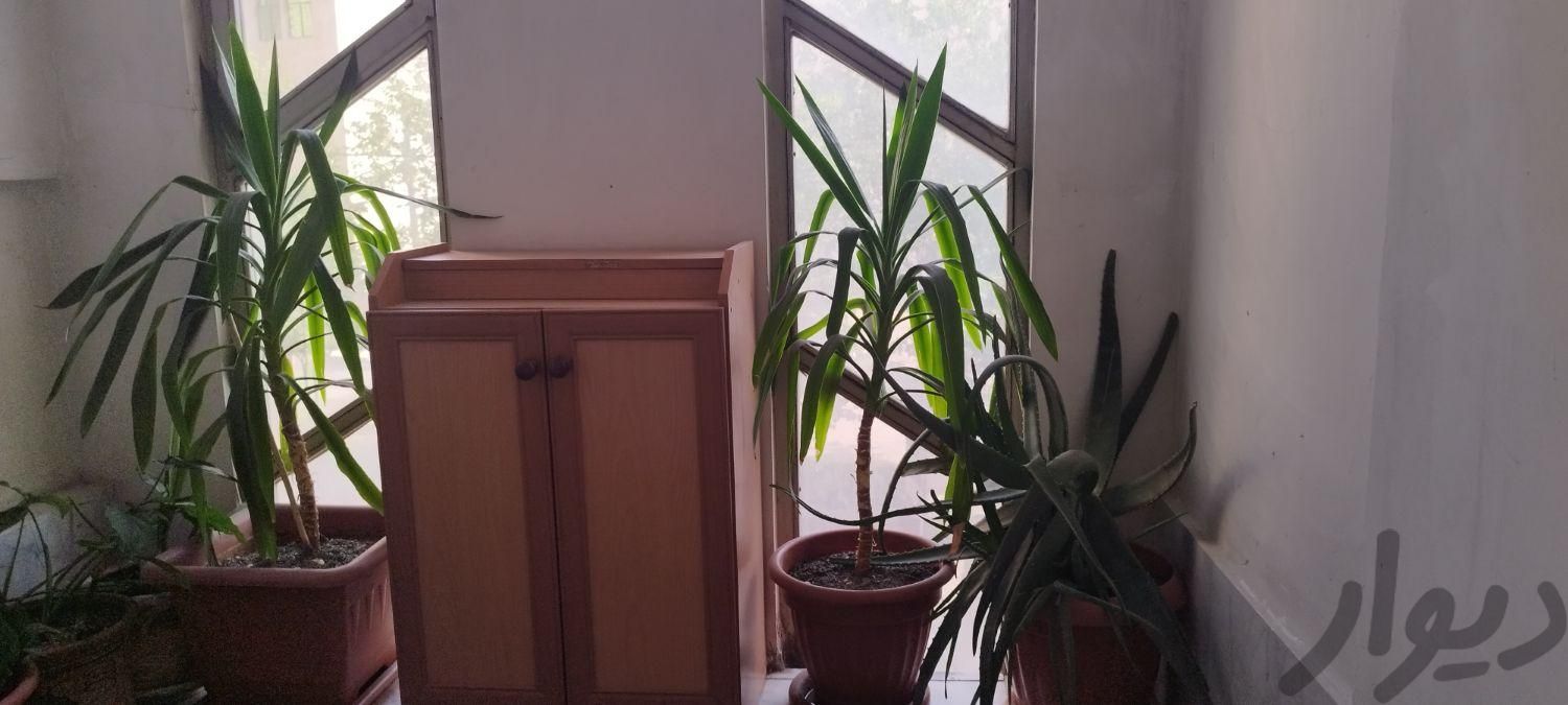 یوکا و آلوورا|گل و گیاه طبیعی|گرمدره, |دیوار