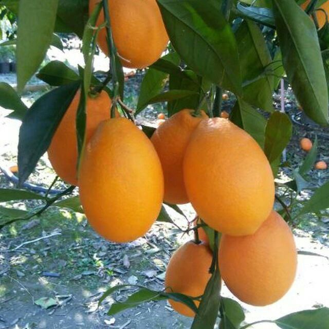 نهال پرتقال خونی سانگین،موزی،تاراکو،کاراکارا،مورو|گل و گیاه طبیعی|ساری, |دیوار