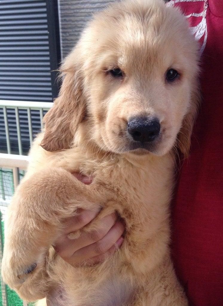 نسل از مولدین وارداتی،سگ golden retreiver|سگ|تهران, شهران جنوبی|دیوار