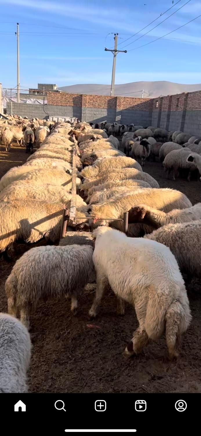 کاروانسرای افشار عرضه بره و گوسفند نر شبانه روزی|حیوانات مزرعه|تهران, یافت‌آباد|دیوار