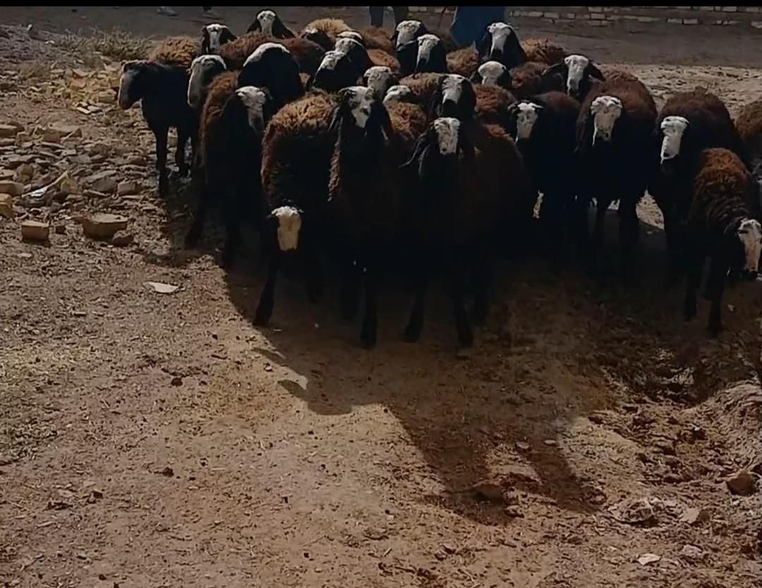 میش ابستن گوسفند دوقلو deroee بره نر ماده ژن قوچ|حیوانات مزرعه|اردکان, |دیوار