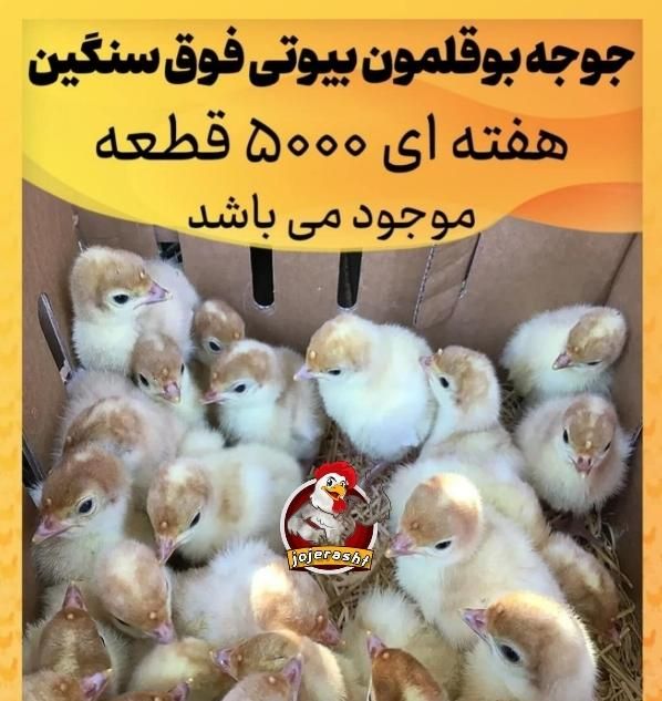پخش جوجه بوقلمون گوشتی بیوتی۶سنگین وزن تولید گیلان|حیوانات مزرعه|رشت, انصاری|دیوار