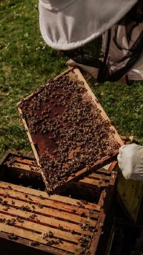 کندوی عسل|لوازم جانبی مربوط به حیوانات|قم, حرم|دیوار