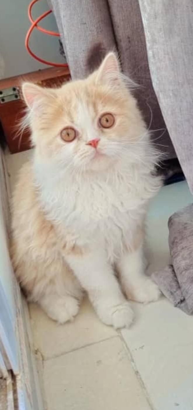 گربه|گربه|برازجان, |دیوار