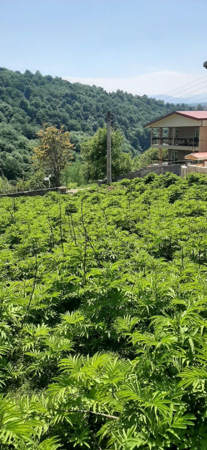 فروش ویژه ی زمین سنددار در سوادکوه|فروش زمین و ملک کلنگی|زیرآب, |دیوار