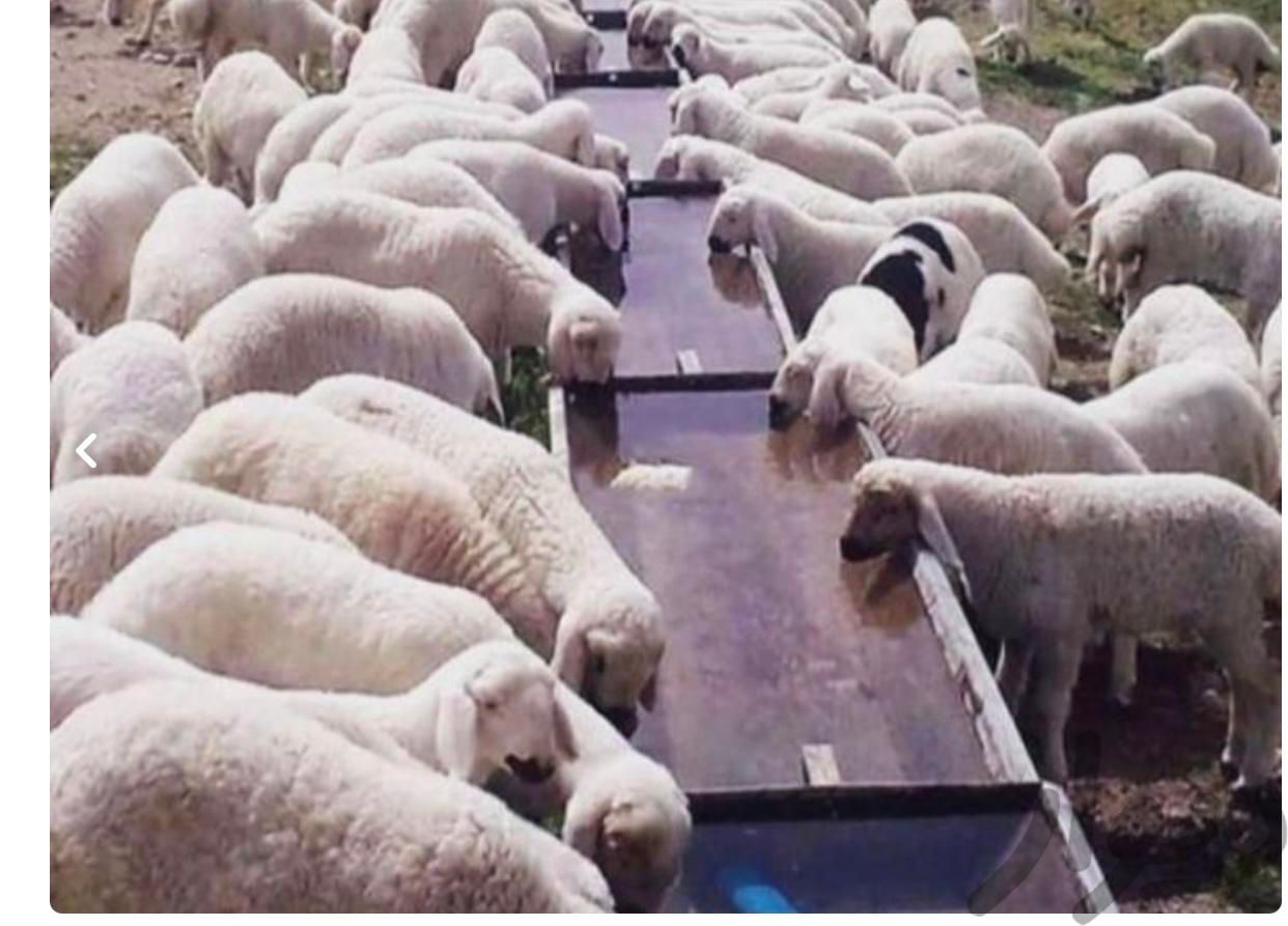 گوسفند قربانی و بره|حیوانات مزرعه|تهران, استخر|دیوار
