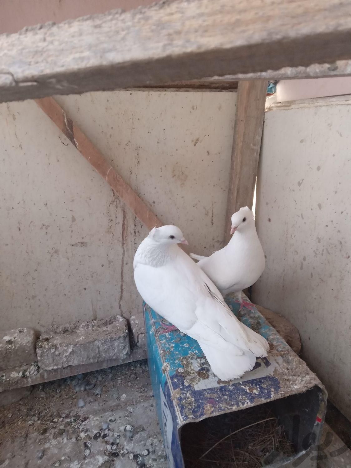 یک جفت سفید|پرنده|مشهد, شهرک ابوذر|دیوار