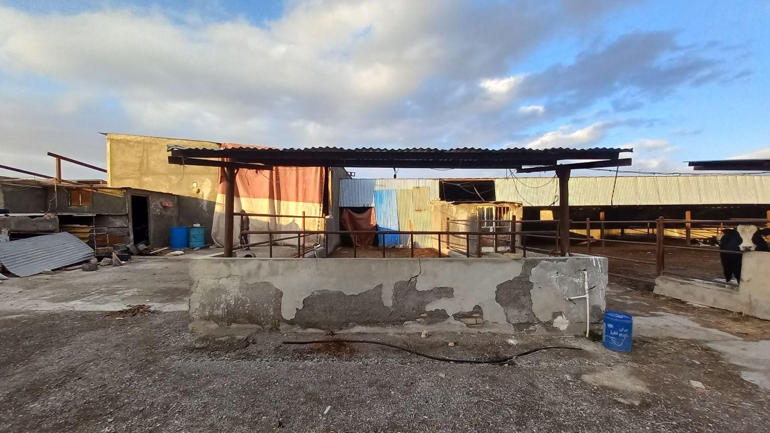 گاوداری صنعتی با تمام تجهیزات|فروش دفتر صنعتی، کشاورزی، تجاری|فریمان, |دیوار