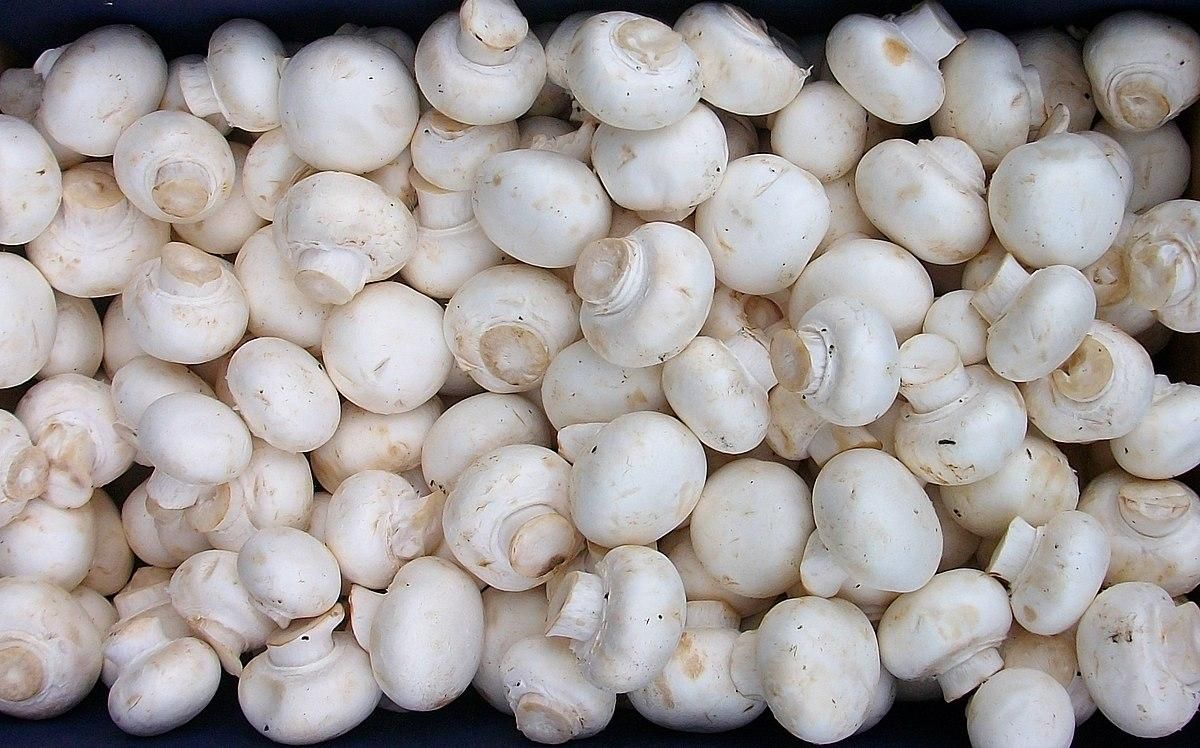 قارچ درجه یک|خوردنی و آشامیدنی|گلپایگان, |دیوار