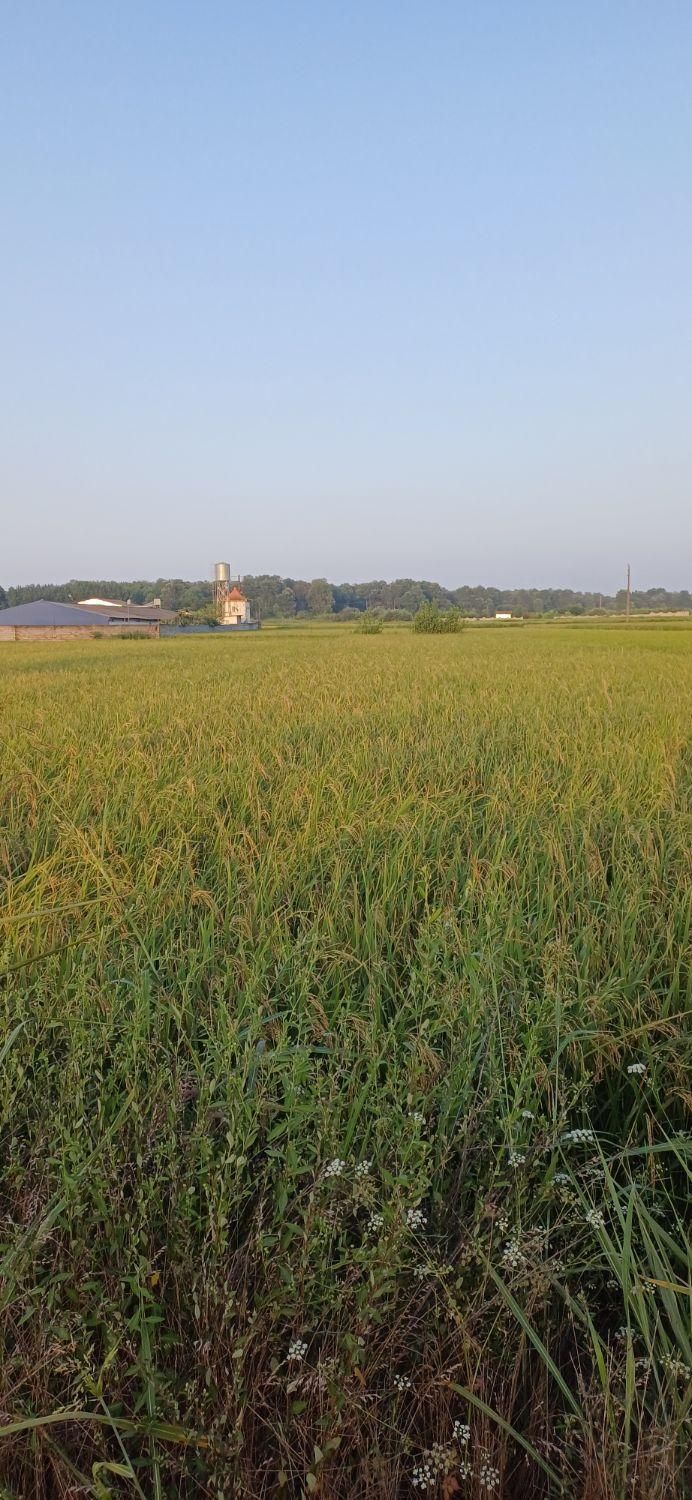 زمین کشاورزی سالی400کیلو برنج میده|فروش دفتر صنعتی، کشاورزی، تجاری|آمل, |دیوار