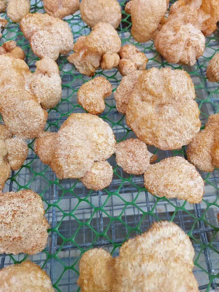 قارچ خالص یال شیر|خوردنی و آشامیدنی|مشهد, جنت|دیوار