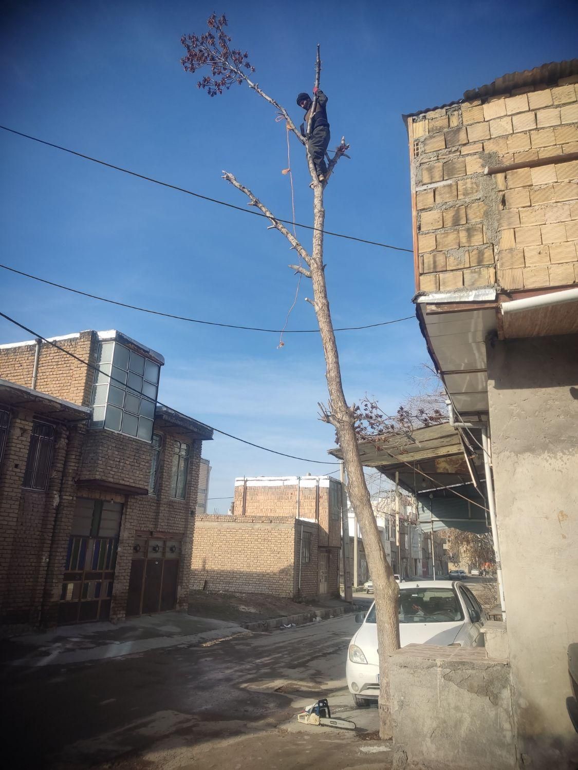 هرس خرید چوب قطع و بریدن درخت سمپاشی،چمن و علف زنی|خدمات باغبانی و درختکاری|کرمانشاه, |دیوار