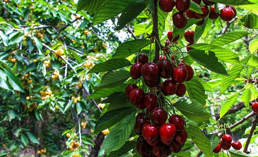 باغ۴دیواری برق شخصی قلعه سفید|فروش زمین و ملک کلنگی|اصفهان, برازنده|دیوار