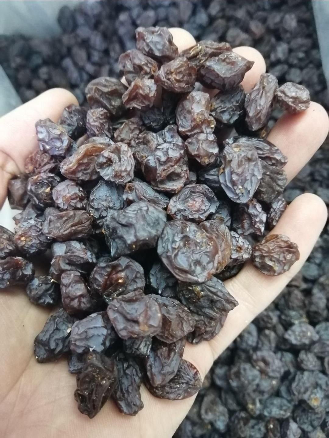 بورس مویز و کشمش آفتابی شیراز، تاکستان و ملایر|عمده‌فروشی|اهواز, سلطانمنش|دیوار