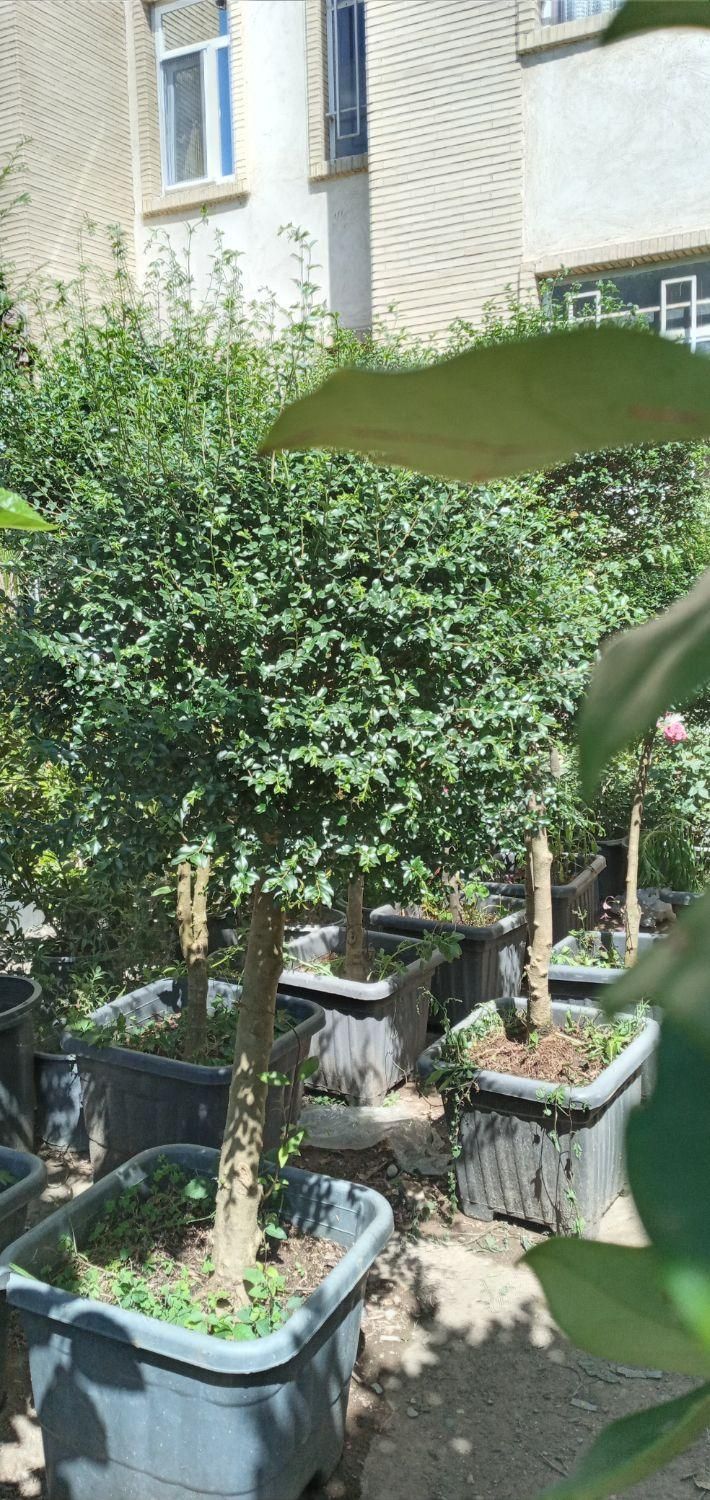 گیاه مورت ، مورد|گل مصنوعی|تهران, تهرانسر شرقی|دیوار