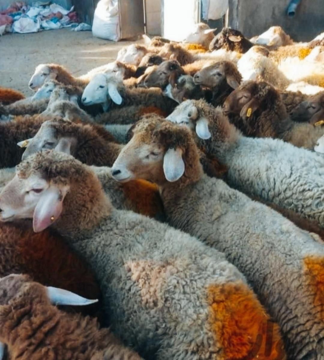 دامداری پخش گوسفند‌زنده‌ زیر قیمت همه‌جا|حیوانات مزرعه|قم, یزدان‌شهر|دیوار
